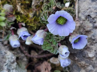 /album/rarity-a-novinky-2026-predjari/callianthemum-farreri-jpg/